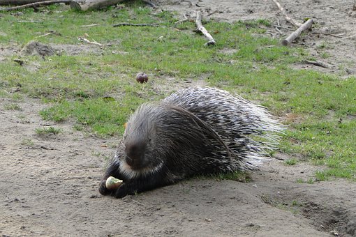 Free Porcupine Animal photo and picture