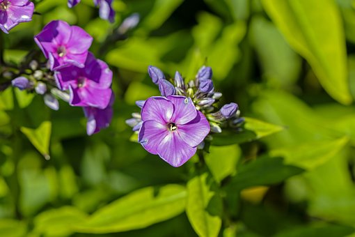 Free Flower Phlox photo and picture