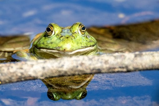 Frø, Padder, Natur, Refleksion, Dam