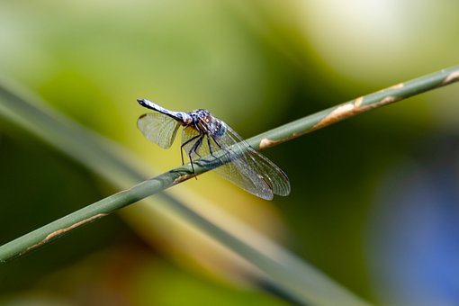 Guldsmed, Insekt, Natur, Vinger, Fauna