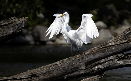 Free Egret Bird photo and picture