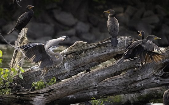 Free Heron Log Pile photo and picture