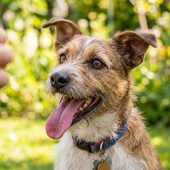 Free Dog Dog Portrait photo and picture