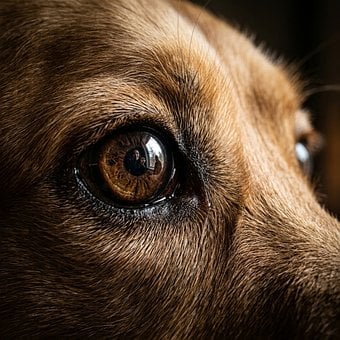 Free Eye Dog photo and picture