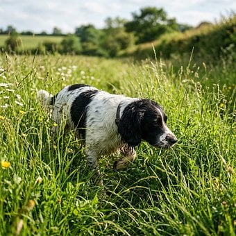 Free Dog Animal photo and picture