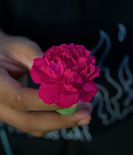 Nelke, Blume, Hand, Natur, Rot, Leute