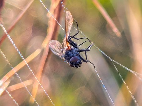 Vlieg, Insect, Spinnenweb, Druppel