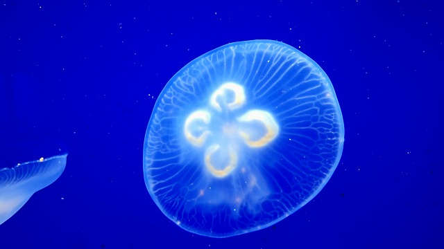 Free Jellyfish Underwater photo and picture