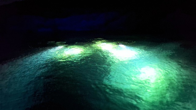 Free Diving Night Diving photo and picture