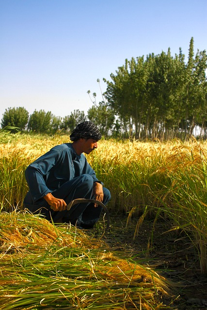 Free Rice Agriculture photo and picture