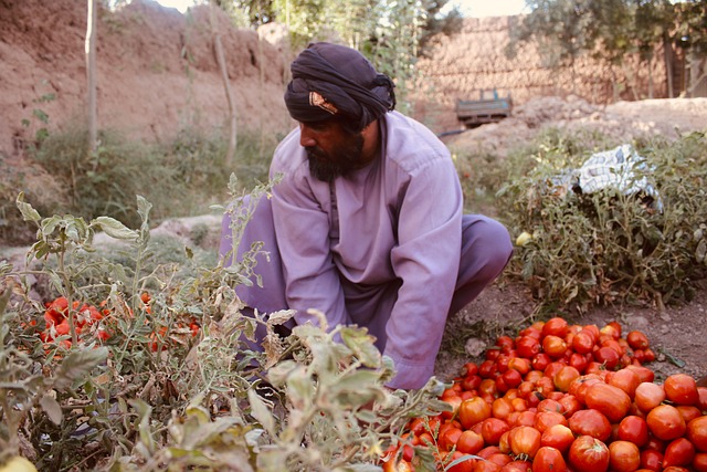 Free Gardener Tomatoes photo and picture