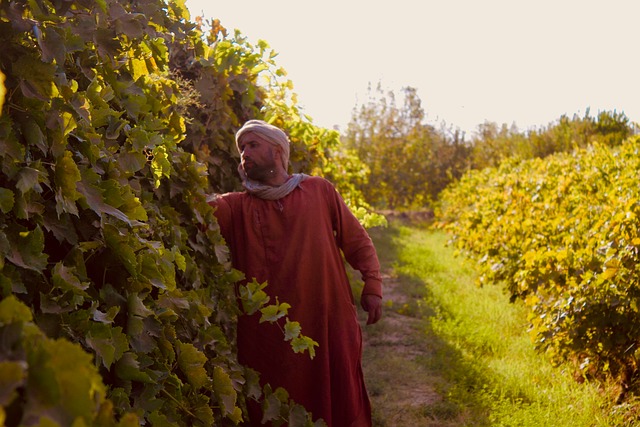 Free Farmer Vineyard photo and picture