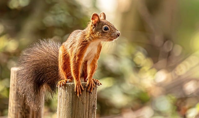 Free Squirrel Laptop Wallpaper photo and picture