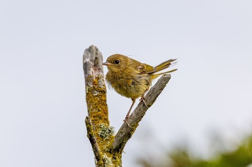 Free Bird Wildlife photo and picture