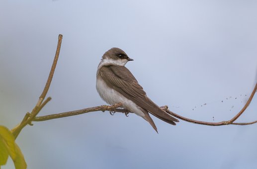 Free Bird Swallow photo and picture