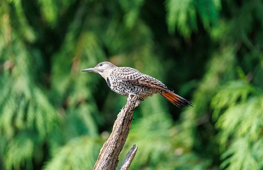 Free Bird Wild Bird photo and picture
