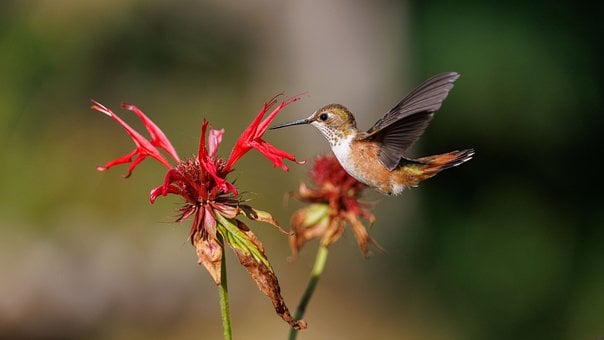 Free Hummingbird Flying photo and picture