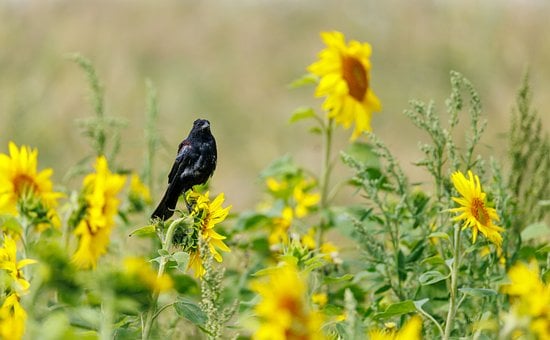 Free Bird Landscape photo and picture