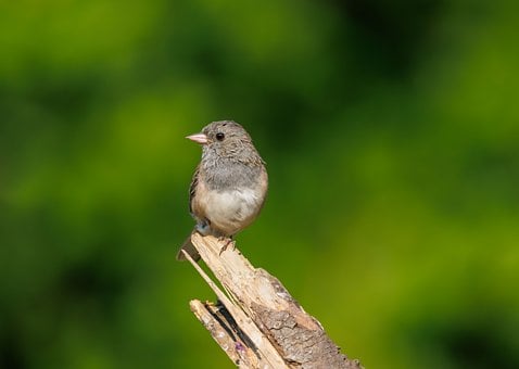 Free Bird Nature photo and picture
