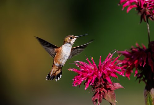 Free Bird Nature photo and picture
