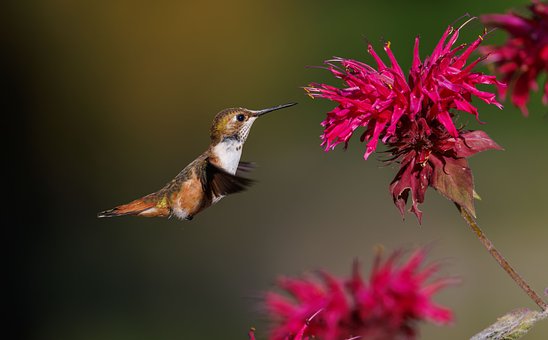 Free Hummingbird Flower photo and picture