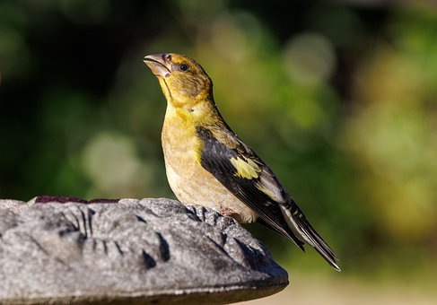 Free Bird Wild Bird photo and picture