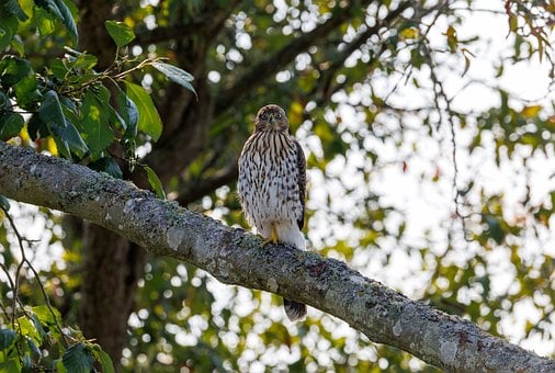 Free Bird Wildlife photo and picture