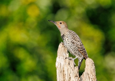 Free Bird Wild Bird photo and picture