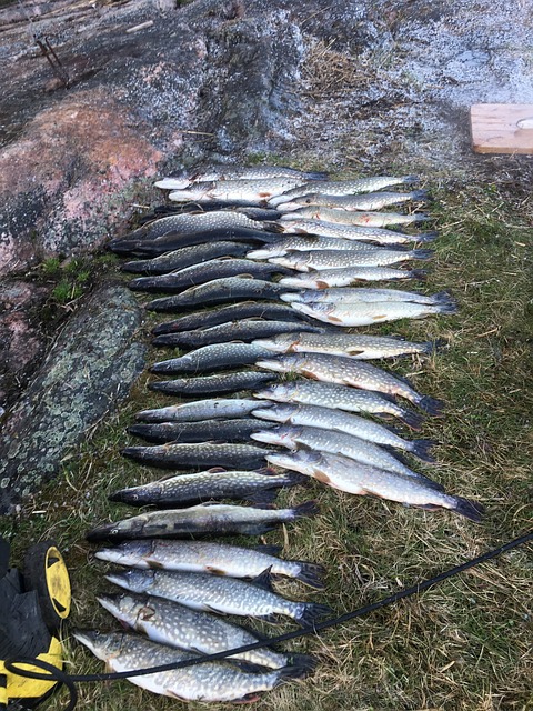 Free Pike Fish photo and picture
