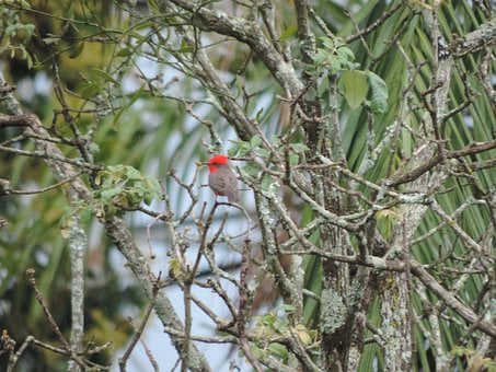 Free Bird Red Head photo and picture