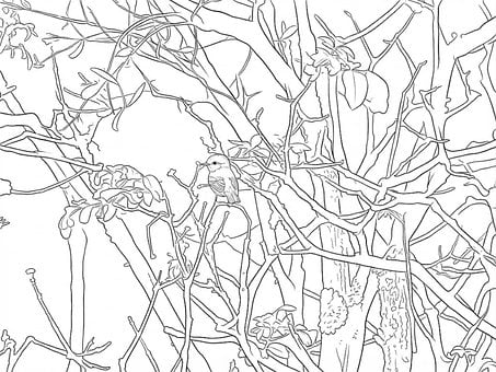 Free Birds Trees illustration and picture