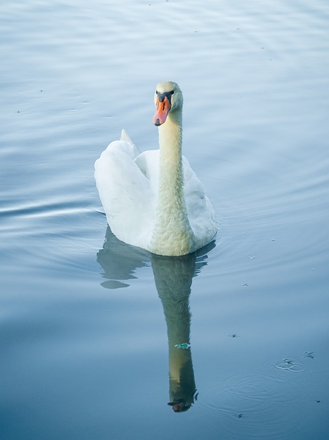 Free Swan Lake photo and picture