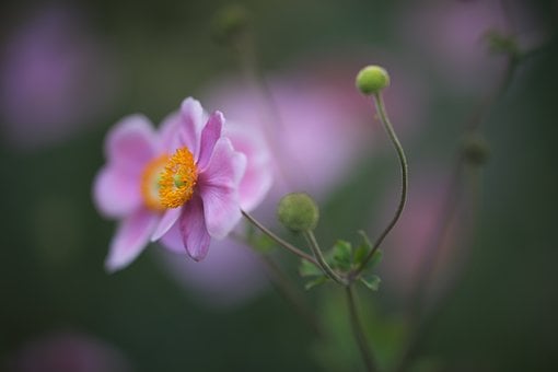 Anemone, Blume, Laptop-Hintergrundbild