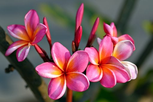 Plumeria, Kvet, Frangipani, Ružová