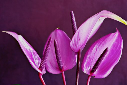 Fialový Anthurium, Príroda, Kvetina