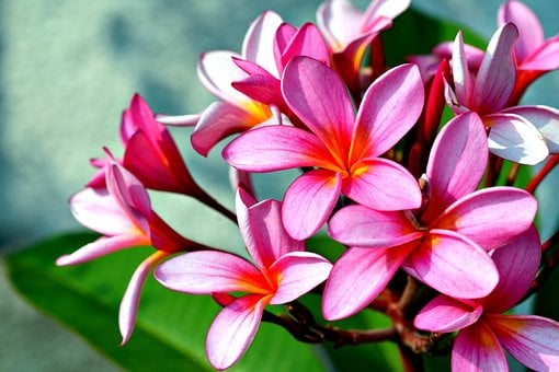 Plumeria, Kvet, Ružový, Frangipani