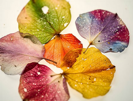 Free Leaves Colorful photo and picture