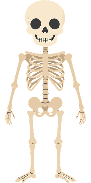 Free Skeleton Skull vector and picture