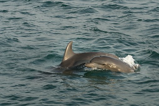 Free Dolphins Mammals photo and picture