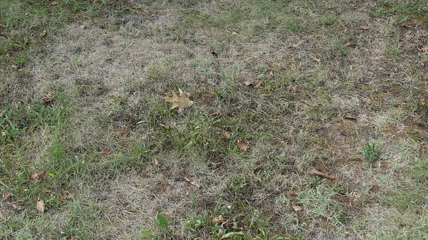 Free Drought Grass photo and picture
