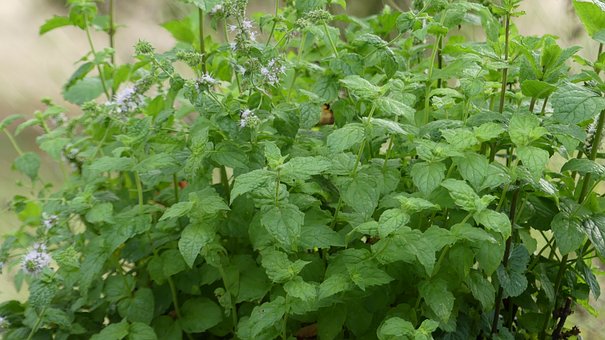 Free Mint Plant photo and picture