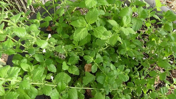 Free Lemon Balm Herb photo and picture
