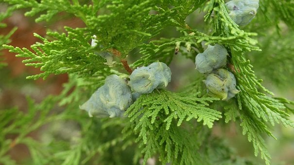 Free Thuja Green photo and picture