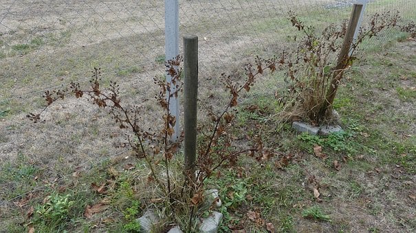 Free Drought Dry Grass photo and picture