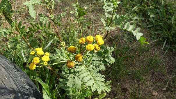 Free Tansy Yellow Flowers photo and picture