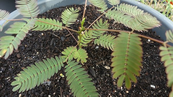 Free Mimosa Plant photo and picture