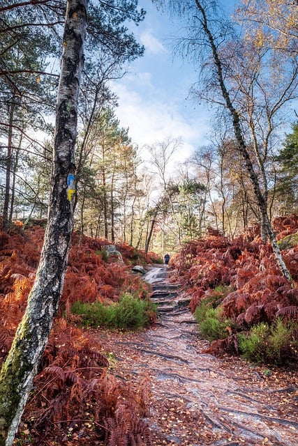 Free Fontainebleau Forest photo and picture