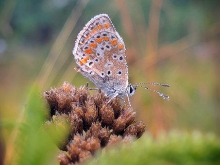 Vlinder, Blauwe Pled, Dauwdruppels