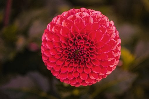 Free Flower Dahlia photo and picture