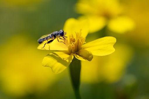 Free Macro Flower photo and picture